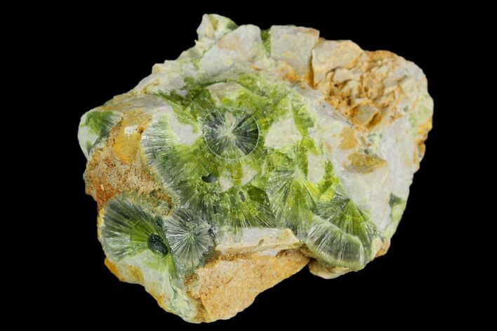 Radiating, Green Wavellite Crystal Aggregation - Arkansas #127132